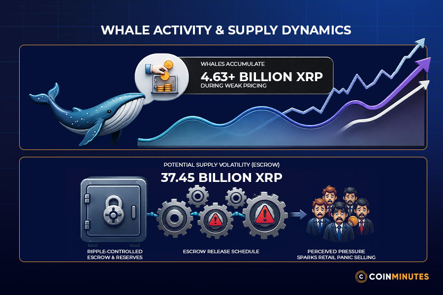 Whale Activity and Supply Dynamics